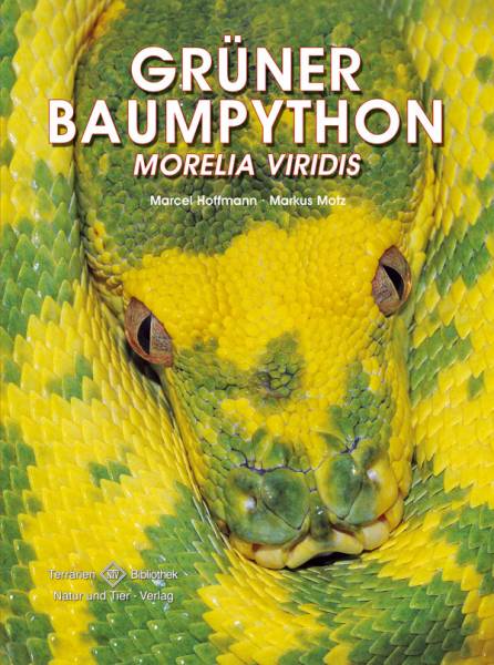 Grüner Baumpython – Morelia viridis